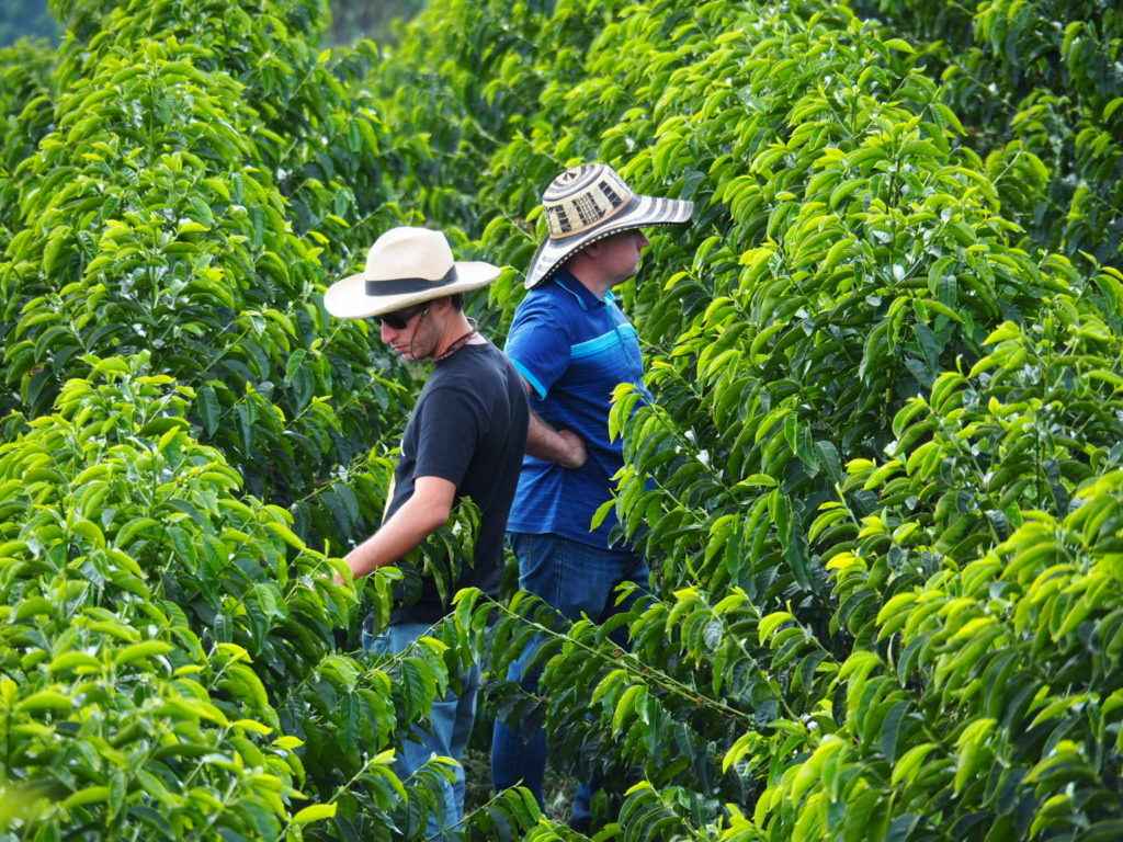 咖啡原产地的革新– 哥伦比亚– 咖啡茶与冰淇淋杂志