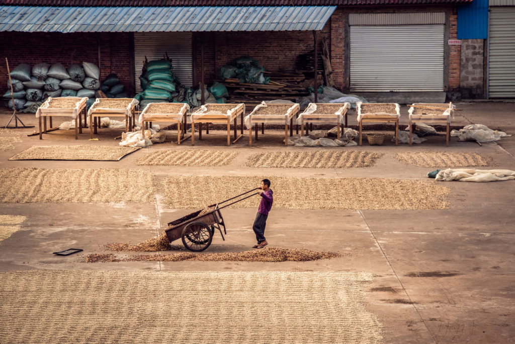 Yunnan Coffee The Future is Bright! coffee t&i magazine